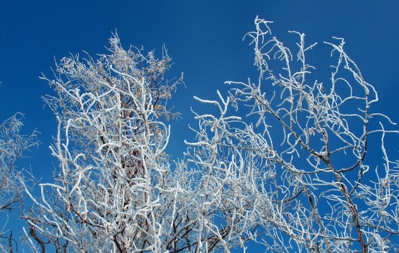 Trees are covered by hoarfrost.